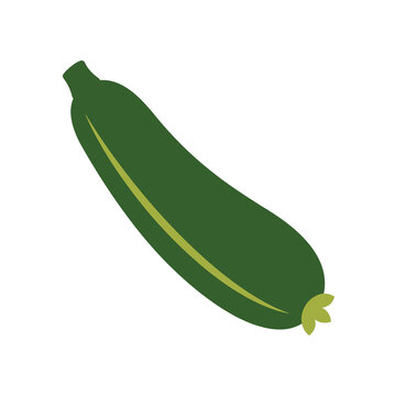 Fresh green zucchini squash vector illustration showing a single ripe marrow with stem and yellow flower remnant perfect for healthy diet recipe illustrations.