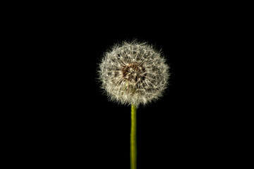 Fluffy Dandelion Seed Head on Black Background © IZIFOTO