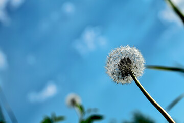 Fluffy Dandelion Seed Head Against Blue Sky © IZIFOTO