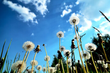  White Fluffy Dandelions in Meadow Against Blue Sky © IZIFOTO