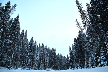 Snowy Winter Pine Forest Glade Under Bright Sky © IZIFOTO