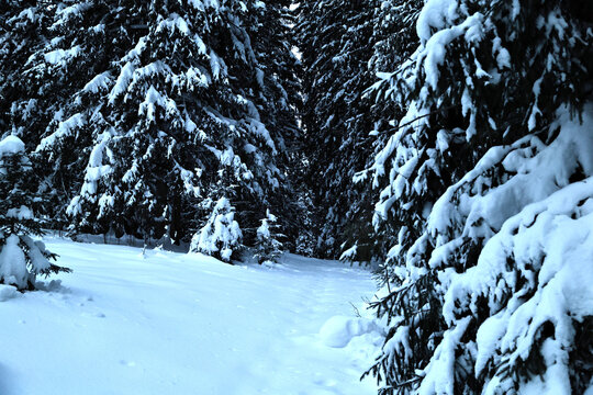 Deep Snow Covered Path in Coniferous Winter Forest