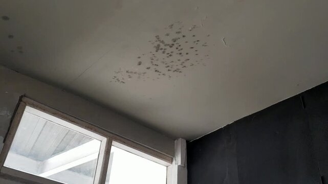 Low angle shot looking up at a white room ceiling infested with toxic black mold and mildew spots near a window. Represents poor indoor air quality, water damage, moisture problems, health hazards