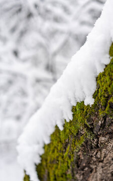 Macro texture of white snow and bright green moss on a tree trunk in winter forest.