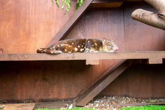 Spotted Tailed Quoll - Australia