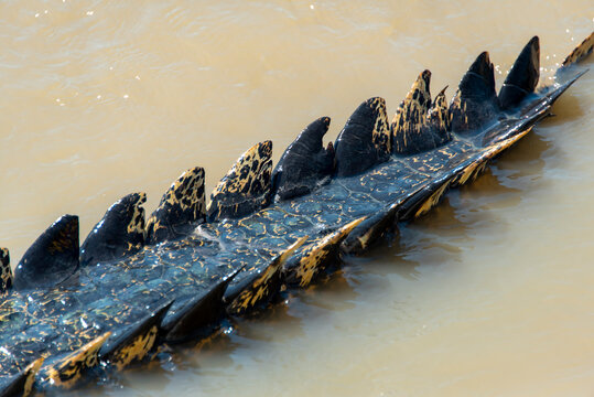 Saltwater Crocodile Tail in Adelaide River - Northern Territory