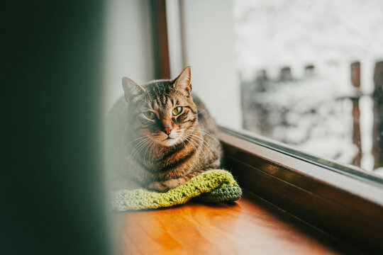 Cozy tabby cat resting on a green knitted blanket by the window in winter.