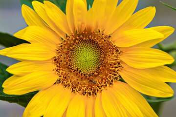 The yellow flower of a sunflower near Beijing, China (Helianthus annuus) © hecke71