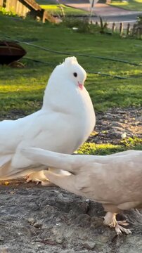 white doves in the garden