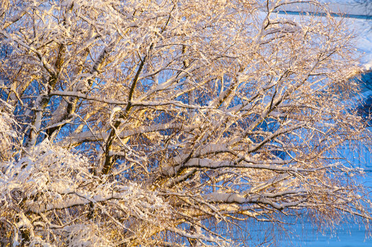 Winter nature background with delicate snow covered birch twigs glowing in golden sunlight against a bright blue sky