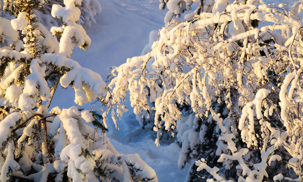 Winter forest nature background with thick snow on pine and birch branches glowing in warm golden light against a blue shadowed snow surface