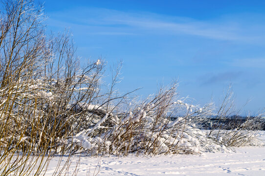 Winter nature landscape with snow covered bushes and thin branches on a white field under a clear blue sky in bright sunlight