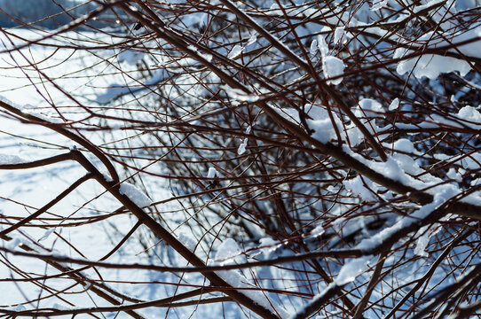 Winter nature background with tangled reddish brown branches holding pieces of snow and ice against a blurred snow covered ground