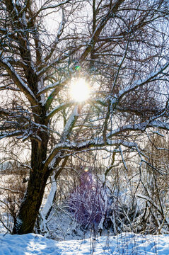 Winter forest nature landscape with spreading tree at the riverbank and bright sunburst shining through snow covered tree branches and tangled twigs above a snowy ground