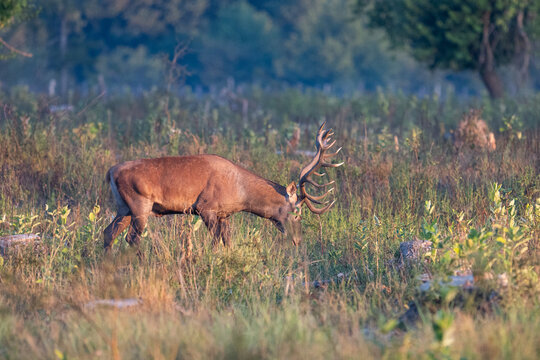 Red deer with big antlers in mating season