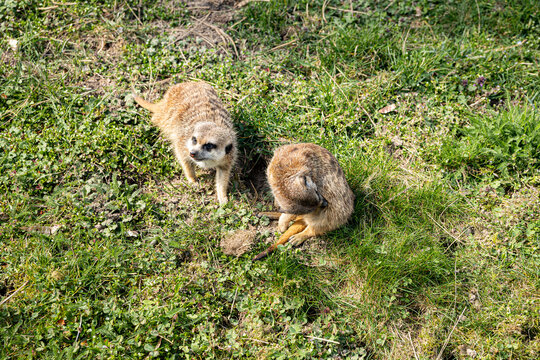 meerkat animal caught playing with each other, they are very beautiful and interesting animals.