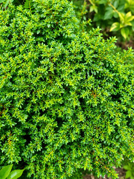 This plant is Lemon Thyme (botanically known as Thymus citriodorus), a popular variety of garden thyme.English Common Name: Lemon Thyme (or Citrus Thyme) .