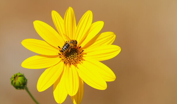 Bee collecting pollen on yellow jerusalem artichoke flower macro photo