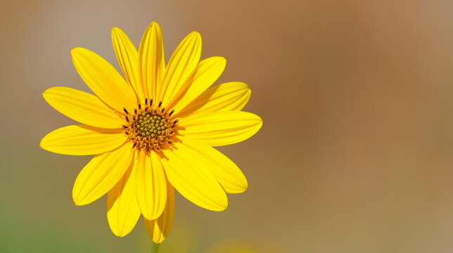 Yellow flower of jerusalem artichoke blooming in sunny day close up photo, Helianthus tuberosus