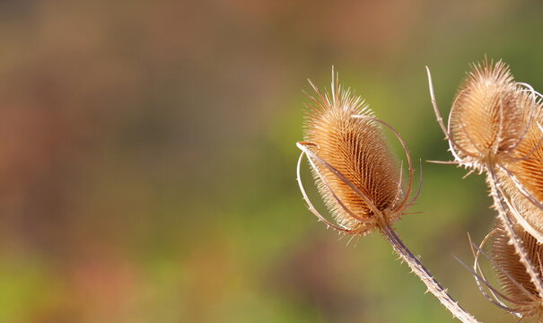 Dry teasle seed head dipsacus fullonum in nature close up photo