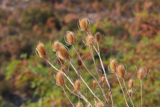 Dry teasle seed head dipsacus fullonum in nature close up photo