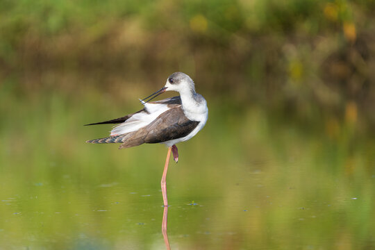 Black-winged Stilt flying and foraging in a wetland, showcasing its long legs, slender body, and distinctive black-and-white plumage.