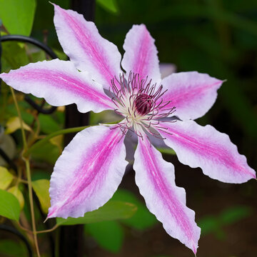 Clematis Nelly Moser im Garten