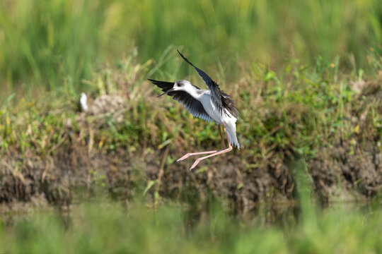 Black-winged Stilt flying and foraging in a wetland, showcasing its long legs, slender body, and distinctive black-and-white plumage.