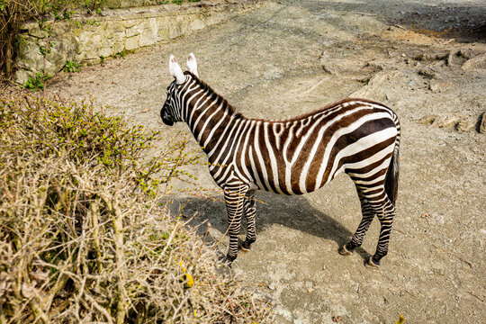 Burchell's zebra is a southern subspecies of plains zebra, named after a British explorer. It is also commonly referred to as bontequagga and Zululand zebra. Stock Photo