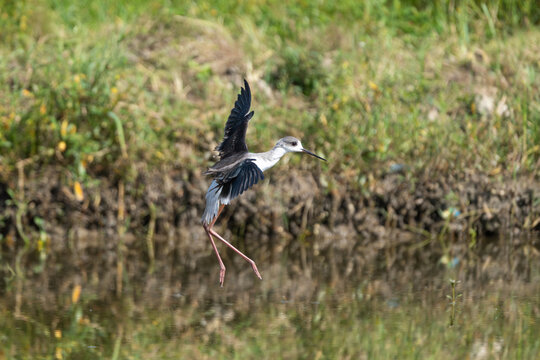 Black-winged Stilt flying and foraging in a wetland, showcasing its long legs, slender body, and distinctive black-and-white plumage.