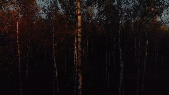 autumn forest