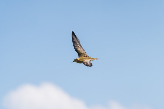 Pacific Golden-Plover in flight, showcasing its distinctive wing pattern and streamlined body during airborne movement.