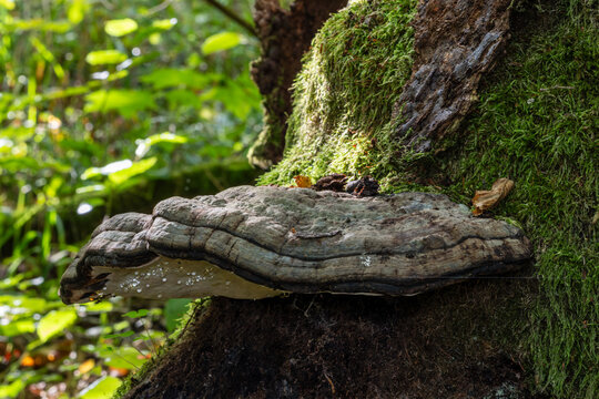 Tinder fungus growing on mossy tree bark in forest