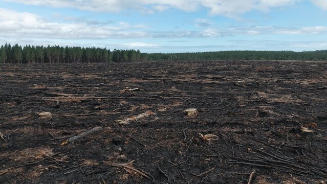Aerial view of a deforested and burnt landscape with charred ground and tree stumps, bordered by a dense forest line under a cloudy blue sky in Tsitsikamma, Eastern Cape, South Africa.