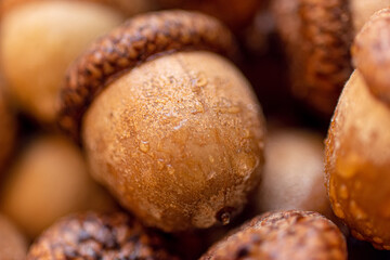 Extreme macro shot of a ripe brown oak acorn covered with small water drops. Autumn nature background with selective focus and soft bokeh © Peresada