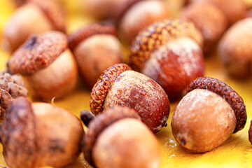 Macro shot of a pile of ripe brown oak acorns covered with small water drops on a yellow background. Autumn seasonal nature concept with selective focus © Peresada