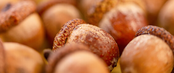 Extreme macro shot of a pile of ripe brown oak acorns covered with small water drops. Autumn seasonal abstract nature background with selective focus and soft bokeh. © Peresada