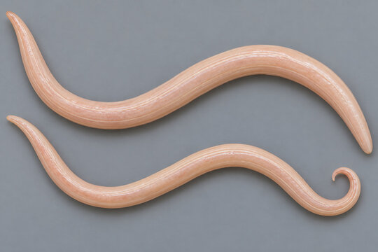 Male and Female Giant Intestinal Roundworms