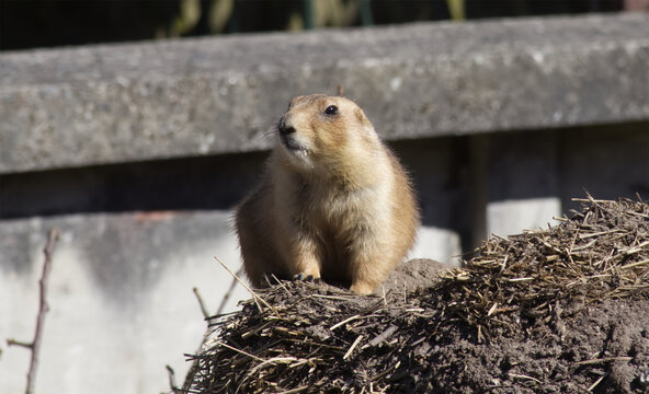 Black tailed prairie dog sitting on dirt mound in zoo enclosure