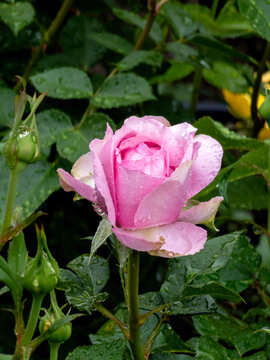 pink rose in garden