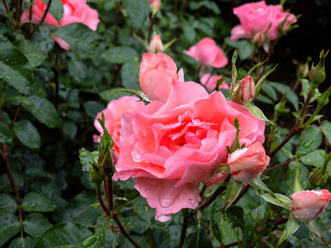 pink roses in garden