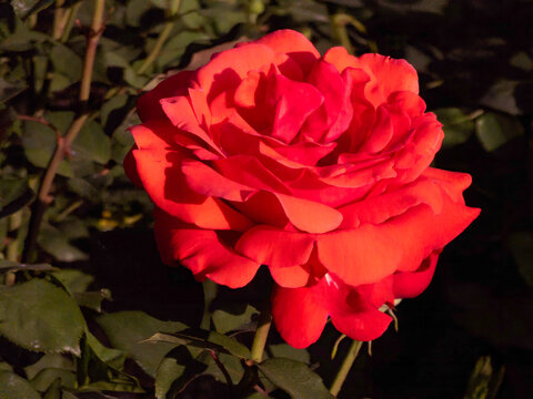 red rose in garden