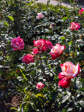 pink roses in garden