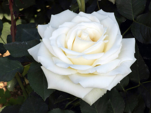 white rose on a green background