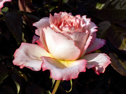 pink rose