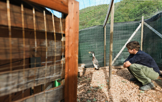 Happy young boy with ducks inside henhouse - Animal, teenager people and countryside lifestyle concept - UGC content - Focus on animal