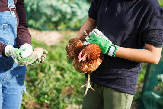 Mother and son holding chicken and eggs inside vegetable home garden - Family people having fun in fall time - Nature and countryside lifestyle concept - UGC content - Main focus on animal face