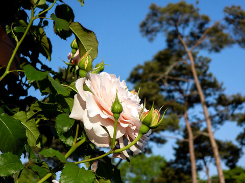 pink rose against blue sky