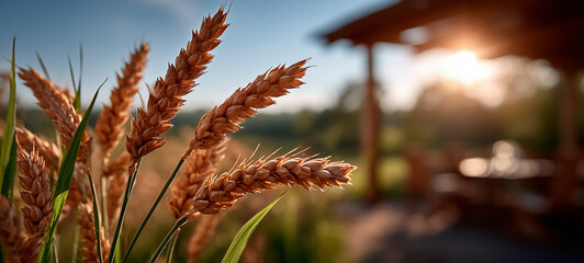Obraz premium Golden wheat heads catching sunlight beside a rustic wooden shelter