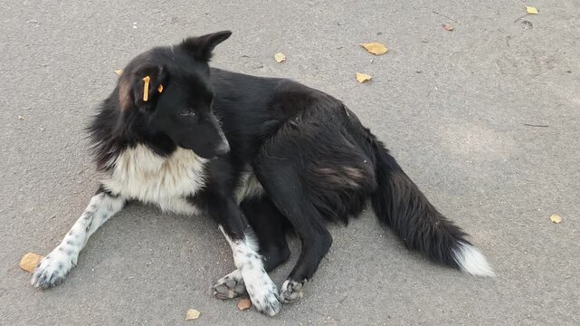 A homeless stray dog with a yellow ear tag lies on asphalt pavement outdoors during autumn, looking around calmly. Vaccinated and spayed city street dog resting on ground.